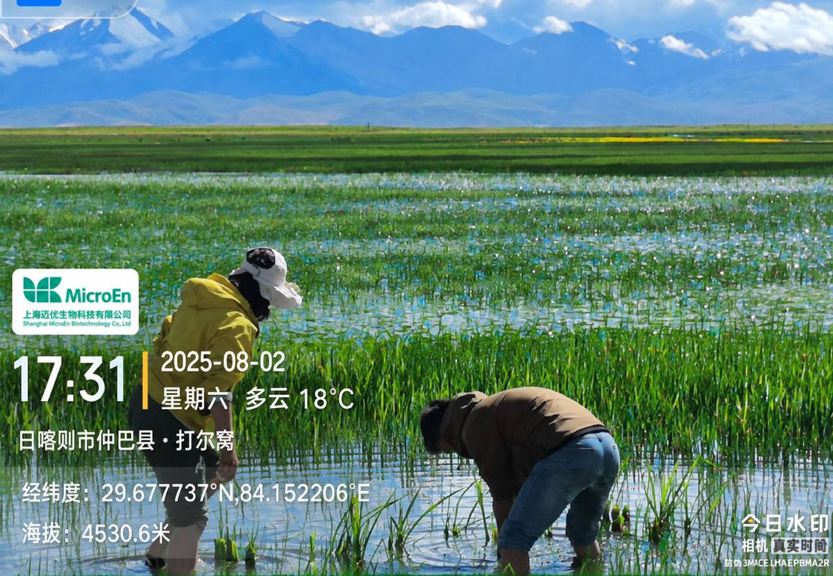 2025年8月2日西藏仲巴县打尔穹，海拔4530.6米，工作人员在秧苗田中进行样方测量