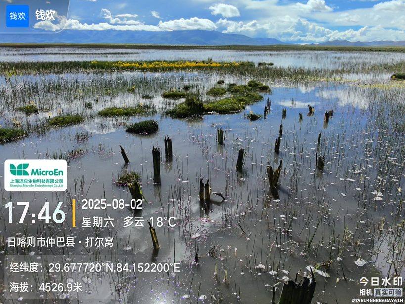 高原盐碱湿地试种